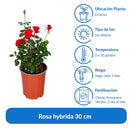 Arbusto Rosa Hybrida Natural.