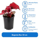 Begonia Rex 10 cm Natural CT13