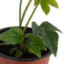 Aralia Japonica 20 cm Natural CT11