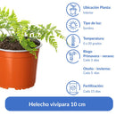 Helecho Vivipara Natural 10 cm