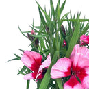Clavelina Corona 15 cm Natural CT13
