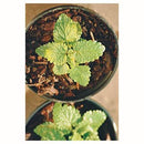 Toronjil 10 cm Natural CT12