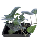 Hiedra 10 cm Natural CT11
