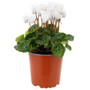 Planta Cyclamen mini 10 cm Natural CT13