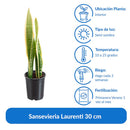 Sansevieria Laurenti 30 cm Natural CT13