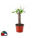 Yuca 25 cm Natural CT14
