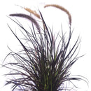 Pennisetu Atropurpu 50 cm Natural CT27