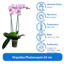 Orquidea Phalaenopsis 65 cm Natural CT