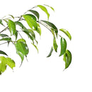 Ficus Benja Exotica 40 cm Natural CT17