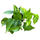 Planta Scindapsus 20 cm Natural CT13