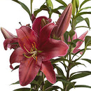 Lilium Oriental x 3 30 cm Natural CT14