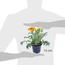 Gazania 15 cm Natural CT10
