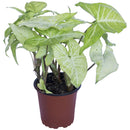 Sigonio 10 cm Natural CT12