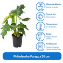 Philodendro Paragua 20 cm Natural CT13