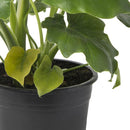Philodendro Paragua 20 cm Natural CT13