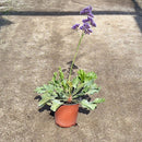 Planta Limonium Natural 50 cm