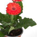 Gerbera 20 cm Natural CT15