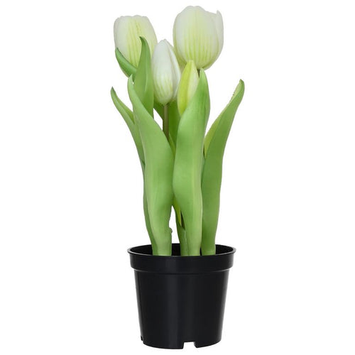 Tulipan Blanco 8 Cm Blanco