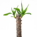 Yuca 25 cm Natural CT14