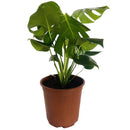 Philodendro Monstera 40 cm Natural CT24