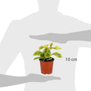 Dolar Variegado 10 cm Natural CT12