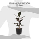 Gomero Variedades 30 cm Natural CT17
