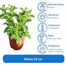 Menta 10 cm Natural CT12