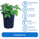 Toronjil 10 cm Natural CT12