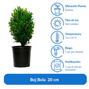 Arbusto Boj Bola Natural 20 cm