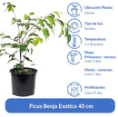 Ficus Benja Exotica 40 cm Natural CT17