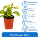Dolar Variegado 10 cm Natural CT12