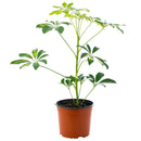 Schefflera 50 cm Natural CT17