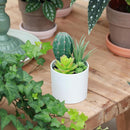 Cactus Artificial 18 cm Verde