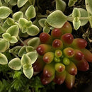 Suculenta 8 cm Natural CT9.5