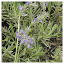 Lavanda Francesa 30 cm Natural CT14