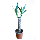 Yucca Elephantipes 25 cm Natural CT15