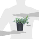 Toronjil 10 cm Natural CT12