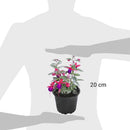 Arbusto Fuchsia Bailarin Natural