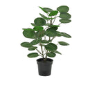 Planta Artificial Polysc 59 cm Verde
