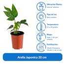 Aralia Japonica 20 cm Natural CT11