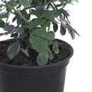 Arbusto Rosa Floribunda Natural