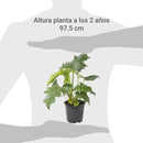 Philodendro Paragua 20 cm Natural CT13