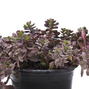 Sedum Natural