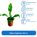 Nidus Asplenium 20 cm Natural CT13