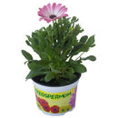 Osteospermum Daisy 20 cm Natural CT12