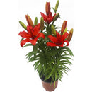 Lilium x 3 Bulbos 40 cm Natural CT15