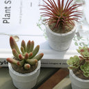 Set 3 Suculentas Artificiales 7 cm Verde