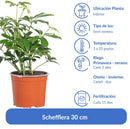 Schefflera 30 cm Natural CT17