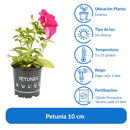 Petunia 10 cm Natural CT10