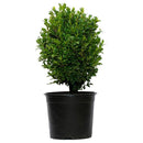 Arbusto Boj Bola Natural 20 cm